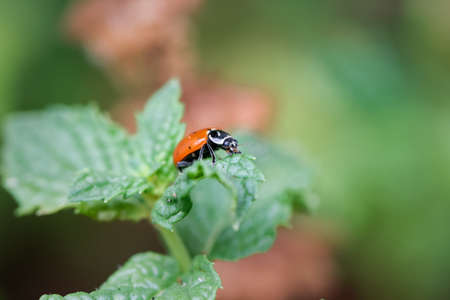 Natural pest control, a lady bug patrols an organic tomato plant looking for aphids	and other pests