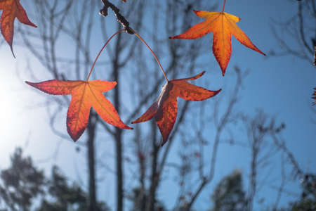 Golden orange autumn leaves appear backlit against a steel blue sky