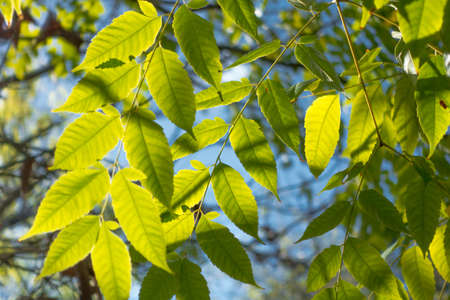 Bright green leaves backlit by the sun against a blue sky