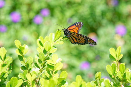 A monarch butterfly rests in the shrubs in San Diego's Balboa Park in springtime