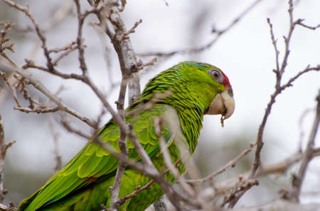 Solitary Feral Red Crested Amazon Parrot in Escondido California, near San Diego