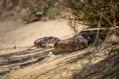 A western diamond back rattle snake sites at the edge of a trail, hiding in the shade and ready to strikeの写真素材