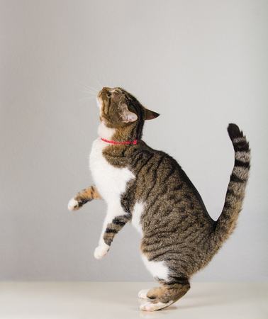 Side view full length portrait of playful cute cat standing up on hind paws trying to catch something showing isolated on grey wall background with copy space.の写真素材