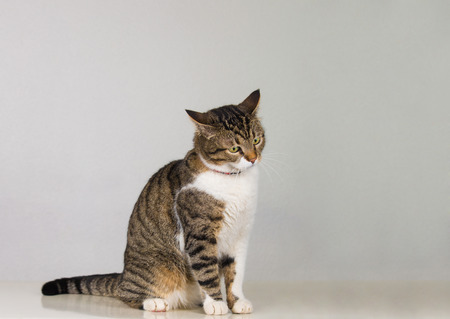 Full length portrait of pensive gray striped cat looking thoughtful isolated over grey wall.の写真素材