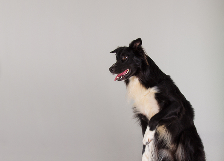 Close up portrait of a adorable purebred Border Collie dog looking aside raising up front paw isolated over grey wall background with copy space. Funny joyful puppy showing tongue, mouth open.の写真素材