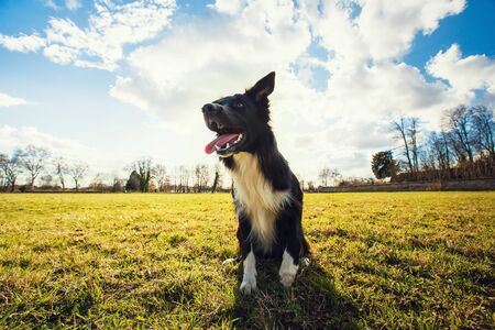 Smart border collie dog seated outdoors on the green grass in the park looking attentive waiting his master command. Obedient pet listen his owner instructions for training.