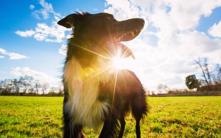 Closeup portrait of playful purebred border collie dog looking aside with open mouth funny face, enjoying a warm sunny day outdoors in the park.の写真素材