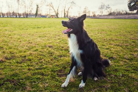 Smart border collie dog seated outdoors on the green grass in the park looking attentive waiting his master command. Obedient pet listen his owner instructions for training.の写真素材