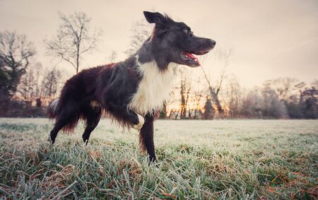 Full length profile portrait curious border collie dog looking focused ahead. Winter morning outdoors background, frosted nature and adorable purebred puppy enjoying and playing games with his master.の写真素材
