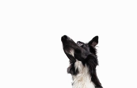 Close up portrait of purebred dog funny emotion. Open mouth and big eyes looking up attentive staring, waiting for food. Astonished Border Collie expression, adorable pet isolated on white, copy spaceの写真素材