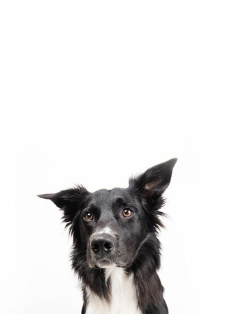 Close up portrait of a adorable purebred Border Collie looking to camera isolated over white wall background with copy space.の写真素材