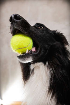 Border collie dog holding a yellow ball in the mouth. Border collie playing with his favorite ball Isolated on white background.の写真素材