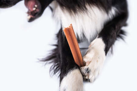 Border collie chewing a toy for dental care. Dog's oral hygiene.