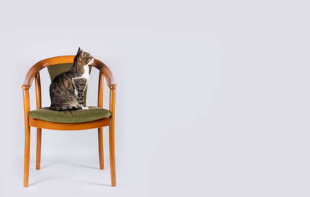 Beautiful and cute cat sitting and looking up on a unique old chair, isolated on a white wall background.の写真素材