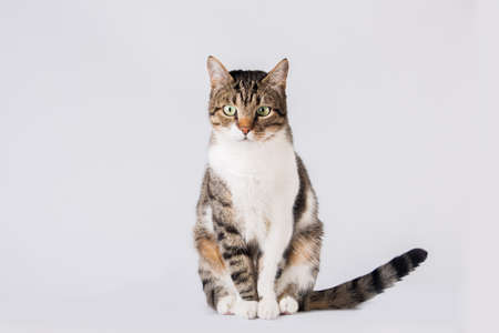 Cat sitting and looking to camera isolated on white background.の写真素材