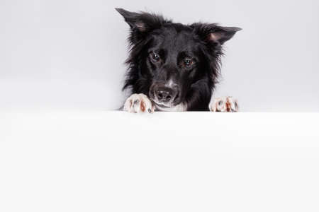 Curious border collie dog looking down with a white banner or a poster in front of him, isolated. Card template with portrait of a dog. Dog behind empty white board.の写真素材