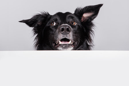 Happy surprised border collie dog looking up with a white banner or a poster in front of him, isolated. Card template with portrait of a dog. Dog behind empty white board.の写真素材