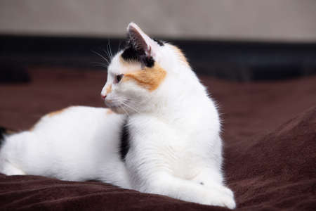 Adorable kitten lying on a sofa, looking aside curious with big focused eyes. Lovely little white cat with black and yellow spots posing.の写真素材
