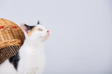Adorable kitten looking up with black and yellow spots posing on white background with copy space. Cute pet for advertiseの写真素材