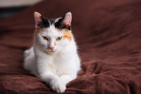 Adorable kitten lying on a sofa, looking to camera with big focused eyes. Lovely little white cat with black and yellow spots posing.の写真素材