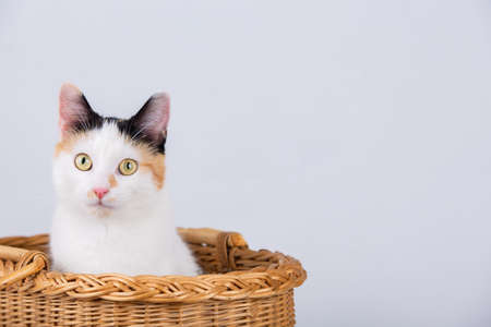 Kitten sitting in a basket and looking at the camera. Adorable kitten sitten in a wooden basket looking to camera curious with big focused eye.の写真素材