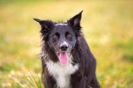Dod obedience training. Full length of curious border collie dog looking focused ahead enjoying a sunny day and playing games with his master.の写真素材