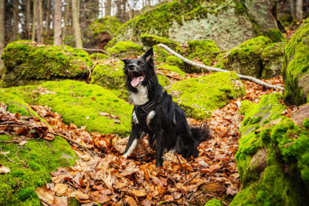 Happy Dog in forest sitting on a hiking path between big stones. Border collie dog posing in the woods.の写真素材