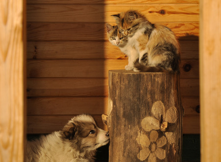 Puppy and kittens, 3 months old friendsの写真素材