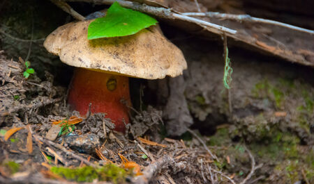 Fairy-tale mushroom.の写真素材