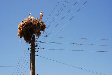 Storks and sparrows on power pole and wires.の写真素材