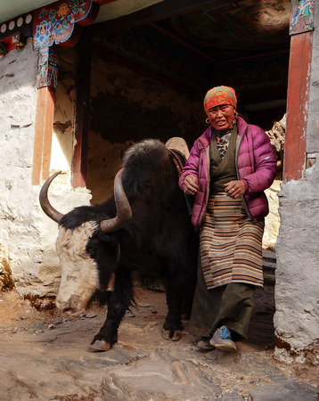 Woman and yak carring goods in himalayas, Nepal.のeditorial素材