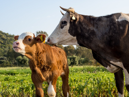 A cow and her young calf on a green meadow.の写真素材