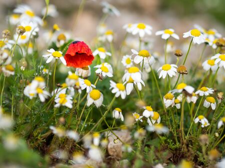 Lonely red poppy among meadow of daisies.の写真素材