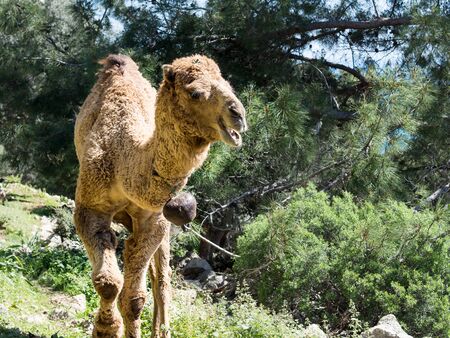 Camel in sunny, pine forest. Lycian way, Turkey.の写真素材