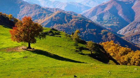 Motley tree on a green meadow in the mountain. Bulgaria.の写真素材