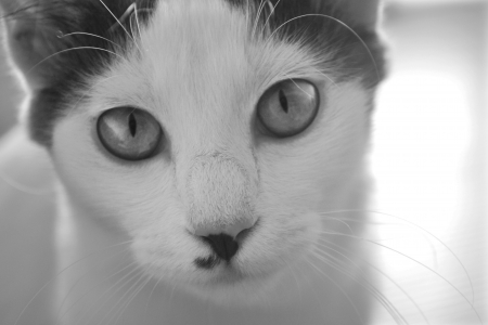 White cat staring, black   whiteの写真素材