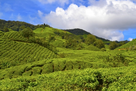 Green hill with blue sky and clouds, landscapeの写真素材