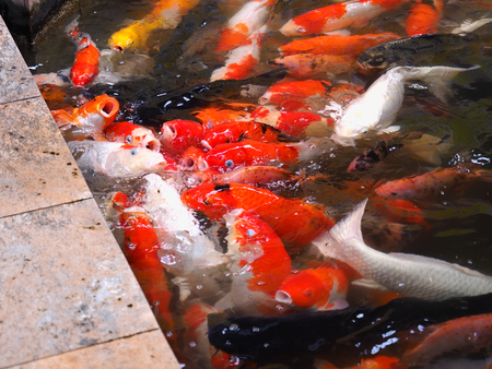 colorful koi or carp are scramble for food in feedingの写真素材