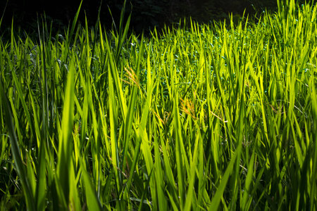 Panoramic view of idyllic summer landscape in the Alps with clear mountain lake and fresh green mountain pastures in the backgroundの写真素材