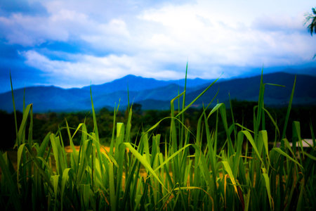 Panoramic view of idyllic summer landscape in the Alps with clear mountain lake and fresh green mountain pastures in the backgroundの写真素材
