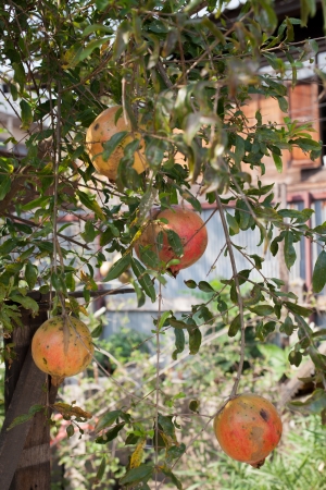 Pomegranate fruits on the tree with green leaves の写真素材