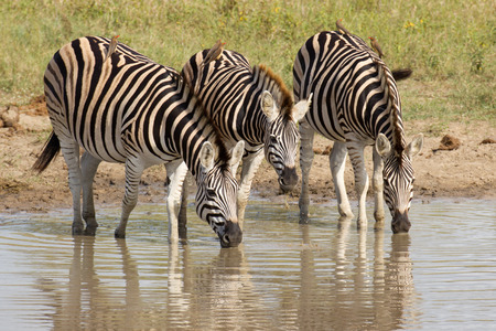 Group of Burchell's Zebra (Equus burchellii) drinking water from a natural pan in South Africa's Kruger Parkの写真素材