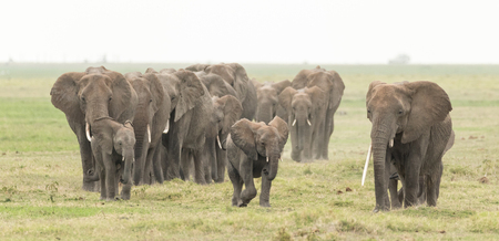 Large herd of African Elephants in Kenya's Amboseli National Parkの写真素材