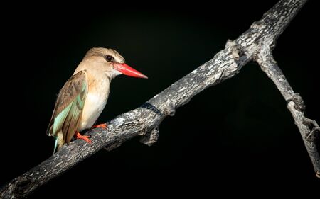 Brown Hooded Kingfisher at the Chobe River in Botswanaの写真素材