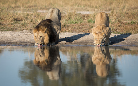 Male and female Lion drinking water from a natural pan in the Savuti area of Botswana