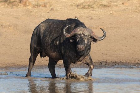 African or Cape Buffalo bull, Kruger Parkの写真素材