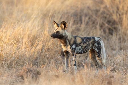 African or Cape Hunting Dog, Kruger Park, South Africaの写真素材