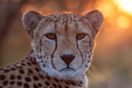 Portrait headshot of an adult female African Cheetah at sunset in South Africaの写真素材