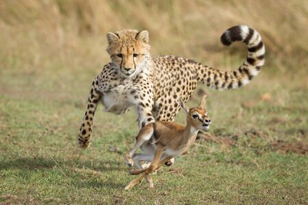 Young Cheetah cub chasing a baby Thompson's Gazelle learning to hunt Masai Mara Kenyaの写真素材