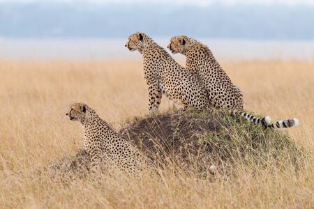Three adult male Cheetah on a termite mound looking for prey Masai Mara Kenyaの写真素材